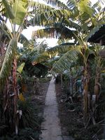 Garden of the Guest House CASA DE LAS ANAS - Moncion - Dominican Republic